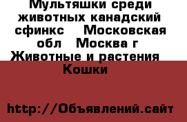 Мультяшки среди животных-канадский сфинкс. - Московская обл., Москва г. Животные и растения » Кошки   